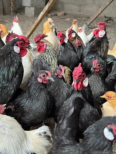 Продаю декоративные карликовые породы кур и петухов! Отличные наседки! at lalafo.kg Продаю декоративные карликовые породы кур и петухов! Отличные наседки!