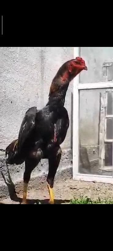 Продаю петушка очень активный, бодрый, рост высокий, здоровье 💯 lalafo.kg да Продаю петушка очень активный, бодрый, рост высокий, здоровье 💯
