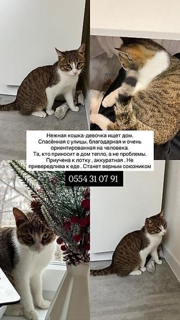 Кошка даром: Беспородная, Девочка, Приучена к лотку at lalafo.kg Кошка даром: Беспородная, Девочка, Приучена к лотку