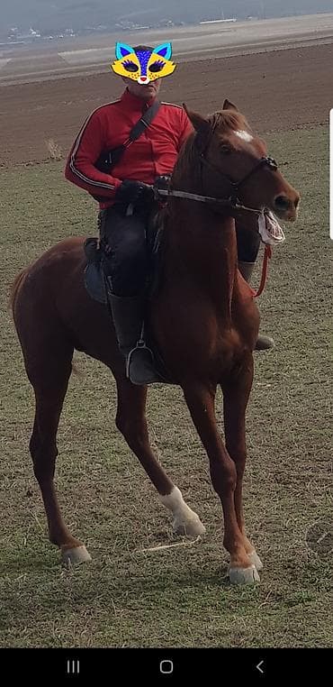 Продаю | Жеребец | Племенные at lalafo.kg Продаю | Жеребец | Племенные