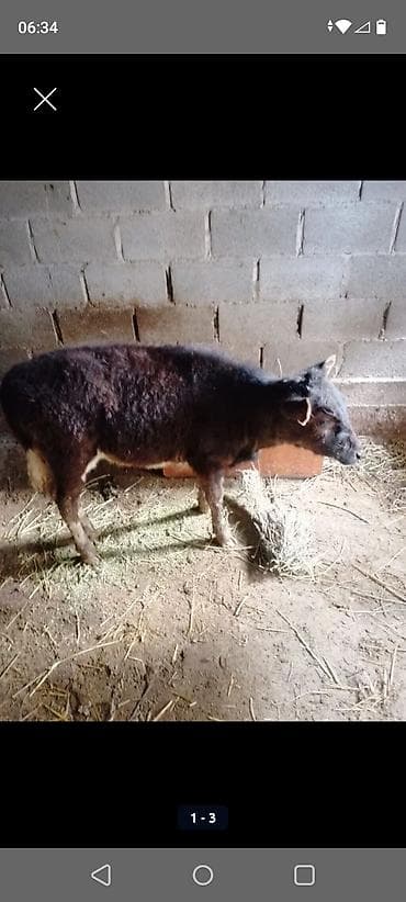 Продаю | Тёлка | На откорм | Искусственник at lalafo.kg Продаю | Тёлка | На откорм | Искусственник