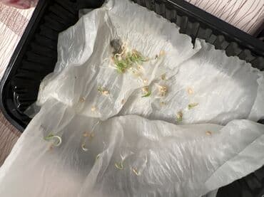 Семена овощей: Перцы, Самовывоз, Платная доставка at lalafo.kg Семена овощей: Перцы, Самовывоз, Платная доставка