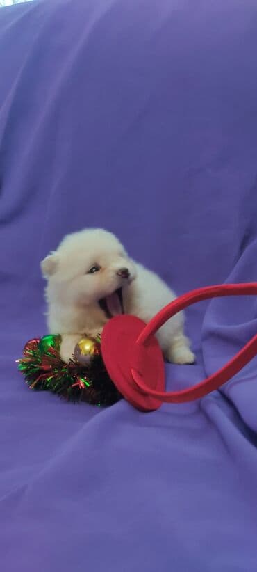 ШПИЦ ЩЕНКИ ПОД БРОНИРОВАНИЕродились 11 декабря 2025, есть разные at lalafo.kg ШПИЦ ЩЕНКИ ПОД БРОНИРОВАНИЕродились 11 декабря 2025, есть разные