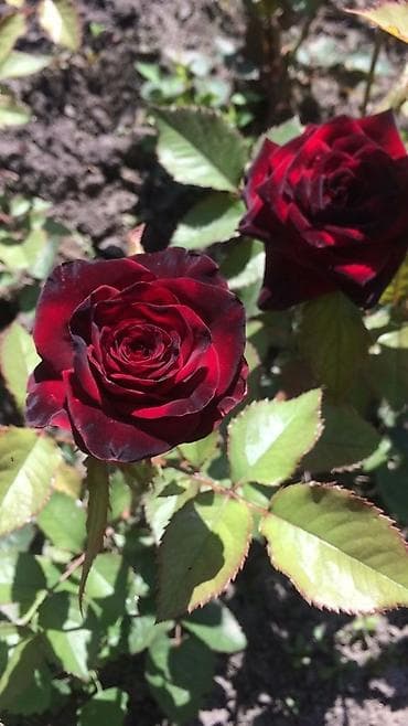 Саженцы садовых роз (разные окраски) - Ассортимент: красные at lalafo.kg Саженцы садовых роз (разные окраски) - Ассортимент: красные