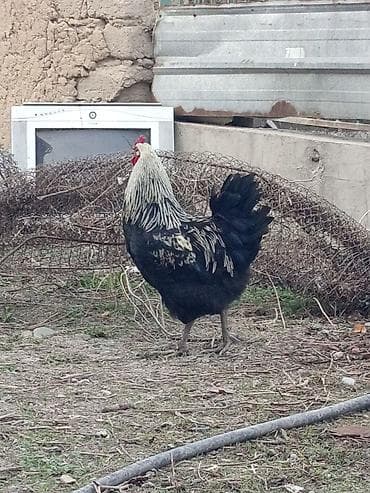 Продаю | Петух | Для разведения at lalafo.kg Продаю | Петух | Для разведения