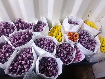 LED гирляндалар: Тюльпаны срезанные — упаковки по 25 шт. Ассортимент: - однотонные lalafo.kg да — 2 LED гирляндалар: Тюльпаны срезанные — упаковки по 25 шт. Ассортимент: - однотонные — 2