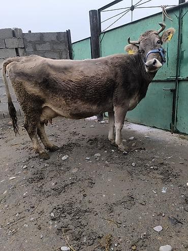 Продаю | Корова (самка) | Для молока at lalafo.kg Продаю | Корова (самка) | Для молока