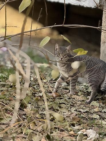 Беспородная, 4 месяца, Мальчик, Серый, Метис, Приучена к лотку, Проглистована at lalafo.kg — 9 Беспородная, 4 месяца, Мальчик, Серый, Метис, Приучена к лотку, Проглистована — 9