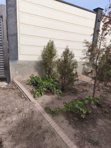 мягкая мебель в рассрочку бишкек: Көчөттөр дарактардын: Туялар, Өзү алып кетүү lalafo.kg да — 5 мягкая мебель в рассрочку бишкек: Көчөттөр дарактардын: Туялар, Өзү алып кетүү — 5