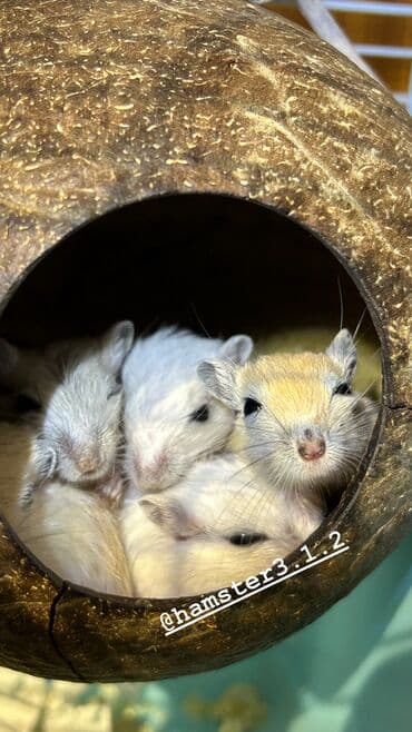 Шиншиллалар: Продаются РУЧНЫЕ песчанки. От них НЕТ ЗАПАХА, как от хомячков и крыс lalafo.kg да — 9 Шиншиллалар: Продаются РУЧНЫЕ песчанки. От них НЕТ ЗАПАХА, как от хомячков и крыс — 9