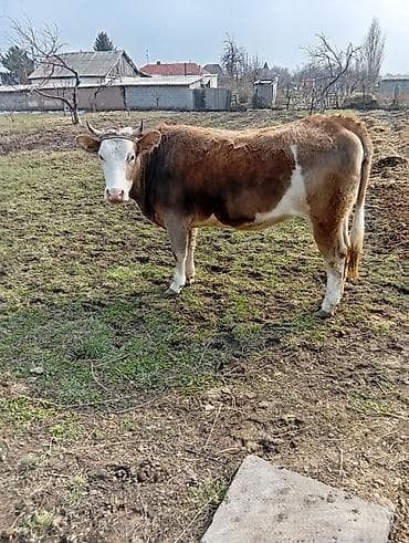 Продаю | Бык (самец) | На откорм | Привязанные at lalafo.kg Продаю | Бык (самец) | На откорм | Привязанные