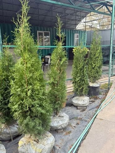 Саженцы деревьев: Туи at lalafo.kg Саженцы деревьев: Туи