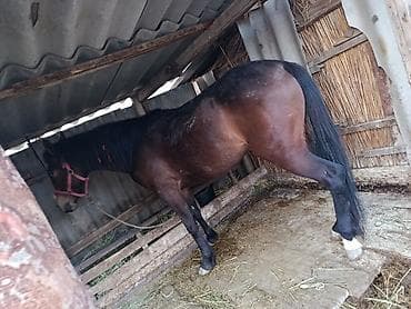 Продаю | Кобыла (самка) | Рабочий at lalafo.kg Продаю | Кобыла (самка) | Рабочий