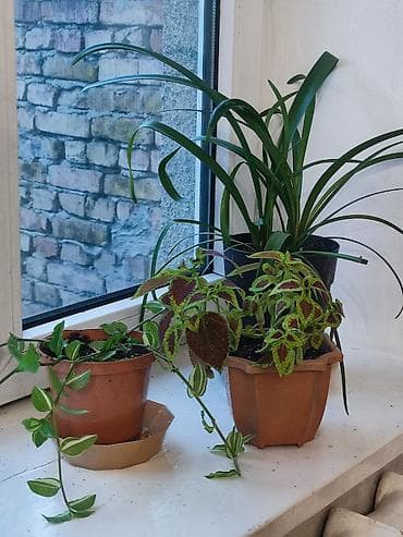 Цветы комнатные. Свежий грунт пересадка не требуется. В черном горшке at lalafo.kg Цветы комнатные. Свежий грунт пересадка не требуется. В черном горшке