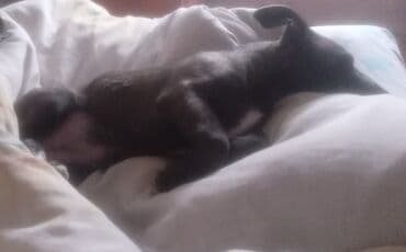 Отдам в хорошие руки щенков 5 штук от мамы Корги и папы двортерьер at lalafo.kg Отдам в хорошие руки щенков 5 штук от мамы Корги и папы двортерьер