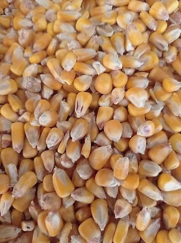 Кукуруза (зерно) - Цельные сухие зерна желтых сортов - Подходит для at lalafo.kg Кукуруза (зерно) - Цельные сухие зерна желтых сортов - Подходит для