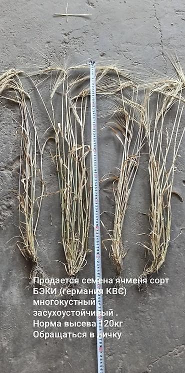 Семена ячменя сорт БЭКИ (Германия KWS). Многокустистый at lalafo.kg Семена ячменя сорт БЭКИ (Германия KWS). Многокустистый