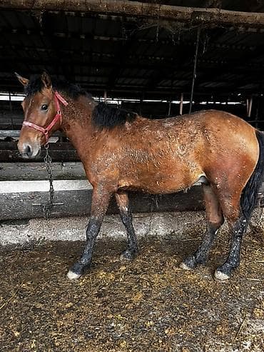 Продаю | Жеребец | На забой at lalafo.kg Продаю | Жеребец | На забой