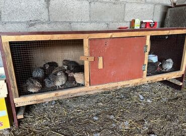 Продается брудер для цыплят at lalafo.kg Продается брудер для цыплят