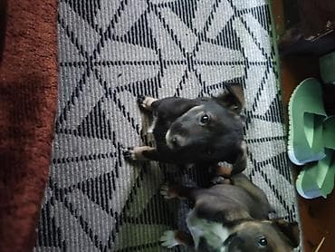 Хорьки: Щенки метисы девочки будут среднего роста . - Активные, дружелюбные at lalafo.kg — 2 Хорьки: Щенки метисы девочки будут среднего роста . - Активные, дружелюбные — 2