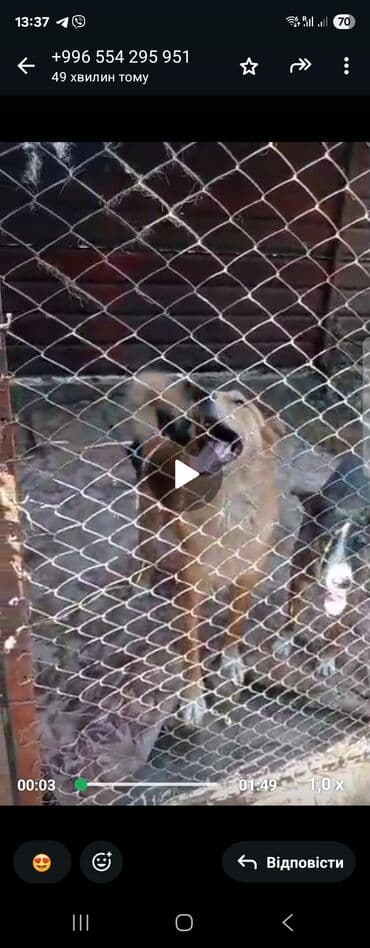 1 год, Самка at lalafo.kg 1 год, Самка