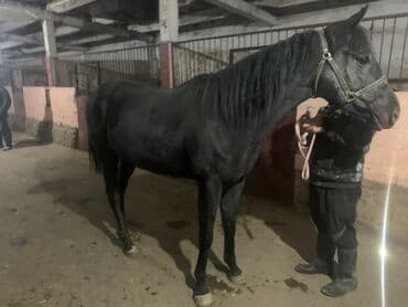 Продаю | Кобыла (самка), Жеребец, Конь (самец) | Английская, Арабская | Конный спорт, Для разведения at lalafo.kg Продаю | Кобыла (самка), Жеребец, Конь (самец) | Английская, Арабская | Конный спорт, Для разведения