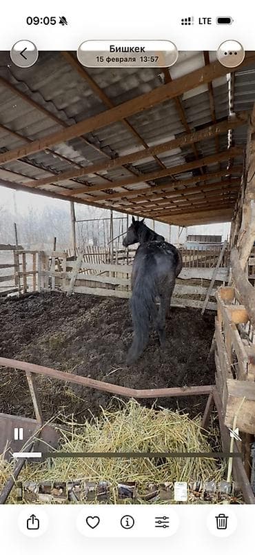 Продаю | Кобыла (самка) | Рабочий at lalafo.kg Продаю | Кобыла (самка) | Рабочий