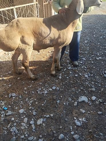 Продаю | Баран (самец) | Для разведения at lalafo.kg Продаю | Баран (самец) | Для разведения