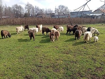 Продаю | Коза (самка), Козлёнок | Полукровка, Нубийская | На забой, Для разведения, Для молока | Племенные, Котные at lalafo.kg Продаю | Коза (самка), Козлёнок | Полукровка, Нубийская | На забой, Для разведения, Для молока | Племенные, Котные