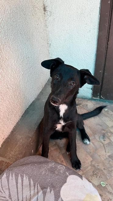 Собака даром: 8 месяцев, Самец at lalafo.kg Собака даром: 8 месяцев, Самец