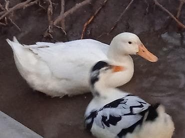 Домашние утки продаю уток - Породы/окрасы: одна белая утка с оранжевым at lalafo.kg Домашние утки продаю уток - Породы/окрасы: одна белая утка с оранжевым