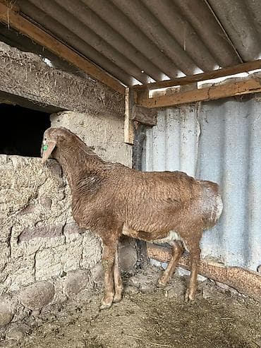 Продаю | Баран (самец) | Для разведения at lalafo.kg Продаю | Баран (самец) | Для разведения