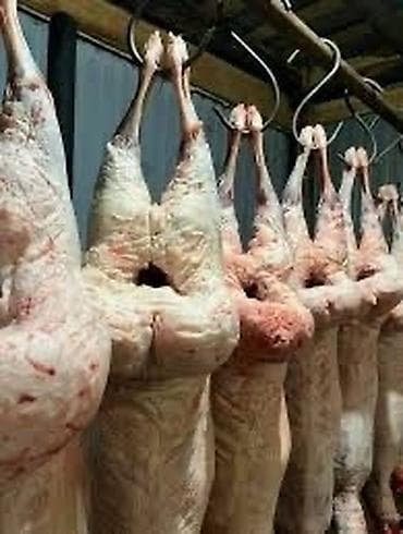 Козу койдун туштары сатылат кг650 Оптом дагы бар at lalafo.kg — 1 Козу койдун туштары сатылат кг650 Оптом дагы бар — 1