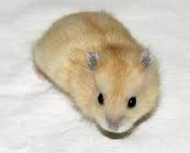 Джунгарские хомячки разные окрасы,есть клетки корм и т д. - Домашний at lalafo.kg Джунгарские хомячки разные окрасы,есть клетки корм и т д. - Домашний