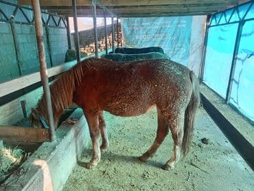Продаю | Кобыла (самка) | На забой at lalafo.kg Продаю | Кобыла (самка) | На забой