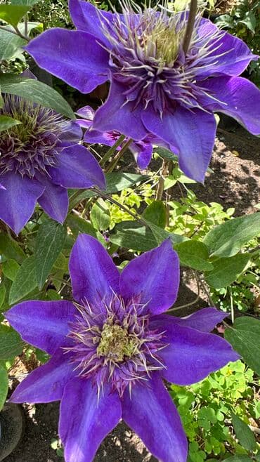 Мастер Сад: Клематисы!!! В наличии, 5 сортов: - Multi Blue ( Мульти Блю) - Ville at lalafo.kg Мастер Сад: Клематисы!!! В наличии, 5 сортов: - Multi Blue ( Мульти Блю) - Ville