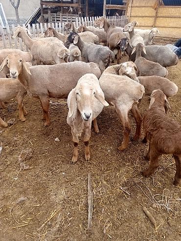 Продаю | Овца (самка), Ягненок, Баран (самец) at lalafo.kg Продаю | Овца (самка), Ягненок, Баран (самец)