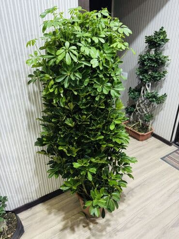 Шеффлера (Schefflera arboricola) в горшке – декоративное комнатное at lalafo.kg Шеффлера (Schefflera arboricola) в горшке – декоративное комнатное