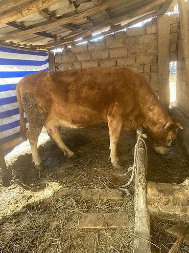 Продаю | Корова (самка) | Монбельярд | Для молока at lalafo.kg Продаю | Корова (самка) | Монбельярд | Для молока