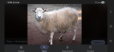 Продаю | Ягненок, Баран (самец) | На забой, Для разведения at lalafo.kg Продаю | Ягненок, Баран (самец) | На забой, Для разведения