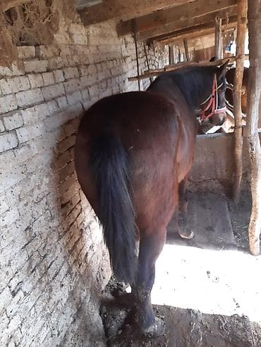 Продаю | Кобыла (самка) | Полукровка | На забой, Для разведения at lalafo.kg Продаю | Кобыла (самка) | Полукровка | На забой, Для разведения