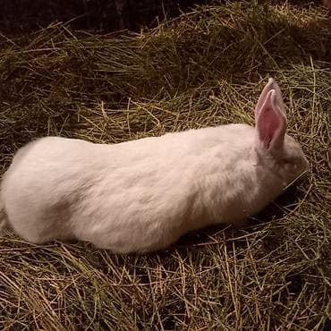 Продаются кролихи смесь фландерс-великаном проливки плодные весом 6 кг at lalafo.kg Продаются кролихи смесь фландерс-великаном проливки плодные весом 6 кг