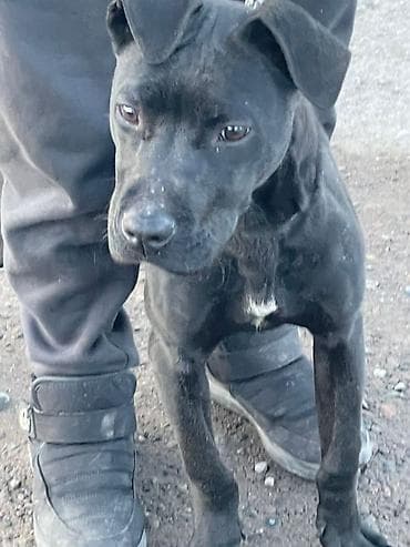 Huanghai: Питбуль, 5 айлык, Эркек, Эмделген lalafo.kg да — 2 Huanghai: Питбуль, 5 айлык, Эркек, Эмделген — 2