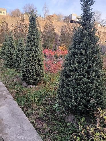 Хвойные и декоративные кустарники для ландшафта Что предлагается: - at lalafo.kg Хвойные и декоративные кустарники для ландшафта Что предлагается: -