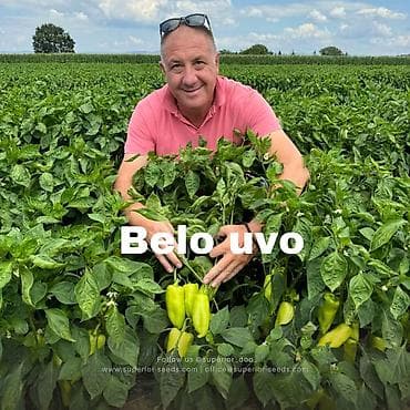 Бело Уво (Перец сладкий) Среднеранний урожайный сорт с крупными at lalafo.kg Бело Уво (Перец сладкий) Среднеранний урожайный сорт с крупными