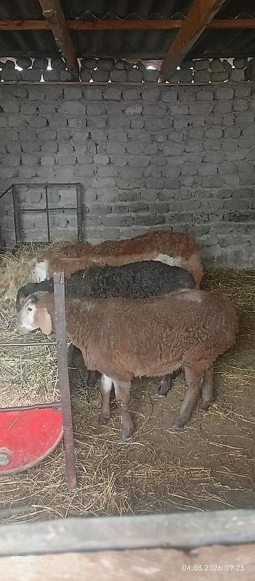 Продаю | Ягненок | Гиссарская, Полукровка, Эдильбаевская | На забой, Для разведения | Осеменитель at lalafo.kg Продаю | Ягненок | Гиссарская, Полукровка, Эдильбаевская | На забой, Для разведения | Осеменитель