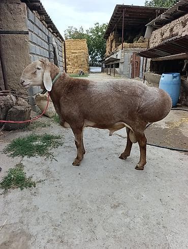 Продаю | Баран (самец) | Для разведения | Осеменитель at lalafo.kg Продаю | Баран (самец) | Для разведения | Осеменитель
