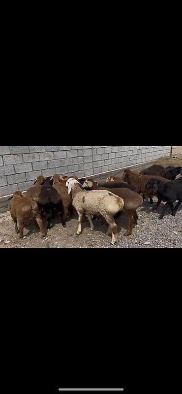 Продаю | Ягненок | На забой at lalafo.kg Продаю | Ягненок | На забой