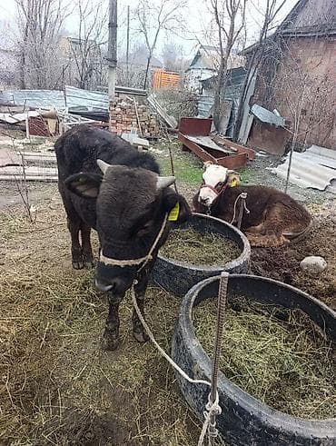 Продаю | Бык (самец) | На откорм | Привязанные at lalafo.kg Продаю | Бык (самец) | На откорм | Привязанные