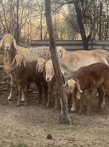 Продаю | Овца (самка) | Арашан | Для разведения | Матка at lalafo.kg Продаю | Овца (самка) | Арашан | Для разведения | Матка